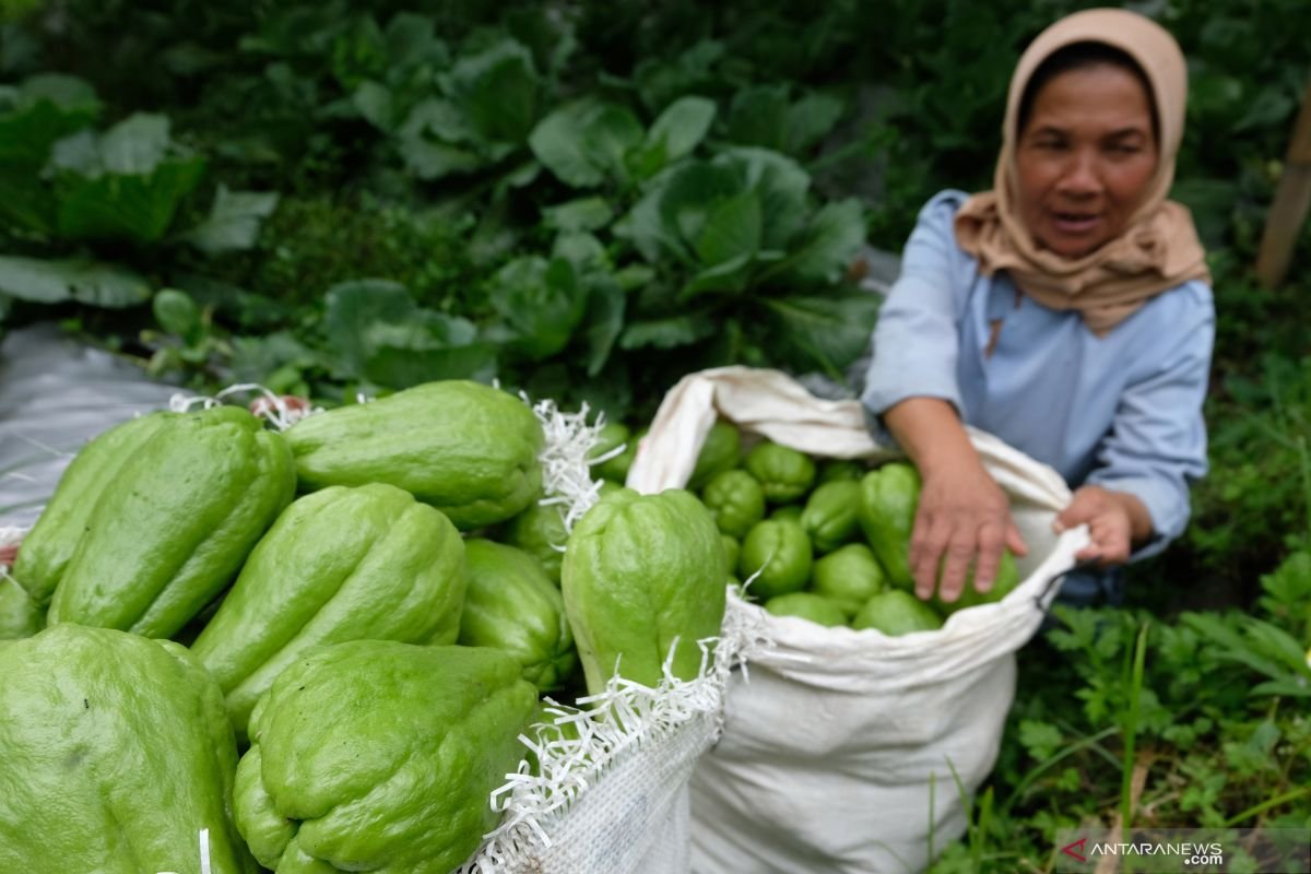 10 kegunaan labu siam juga juga isi gizinya bagi kondisi tubuh tubuh