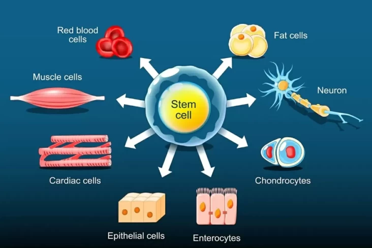 Terapi Stem Cell Makin Populer pada Indonesia, Efektif Perbaiki Jaringan kemudian Atasi Osteoartritis
