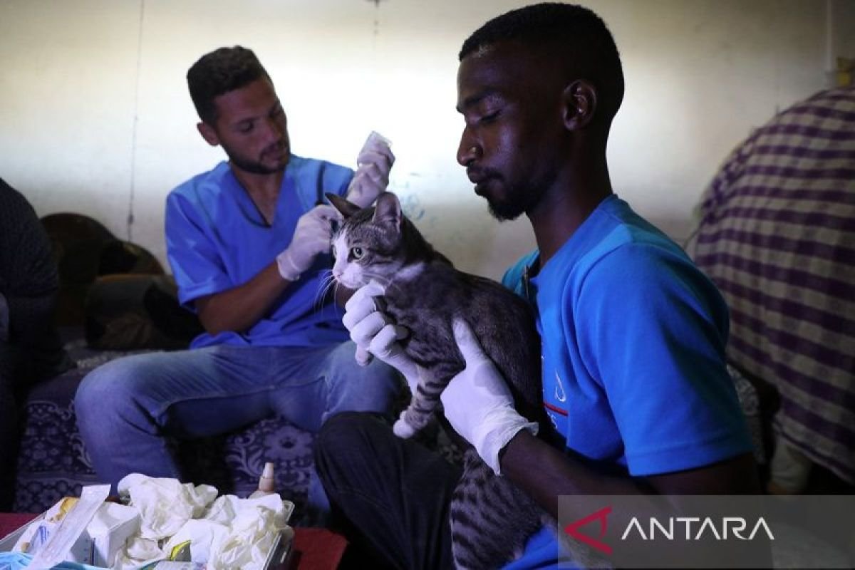 Sukarelawan pada Wilayah Kawasan Gaza berikan perawatan bagi hewan luka