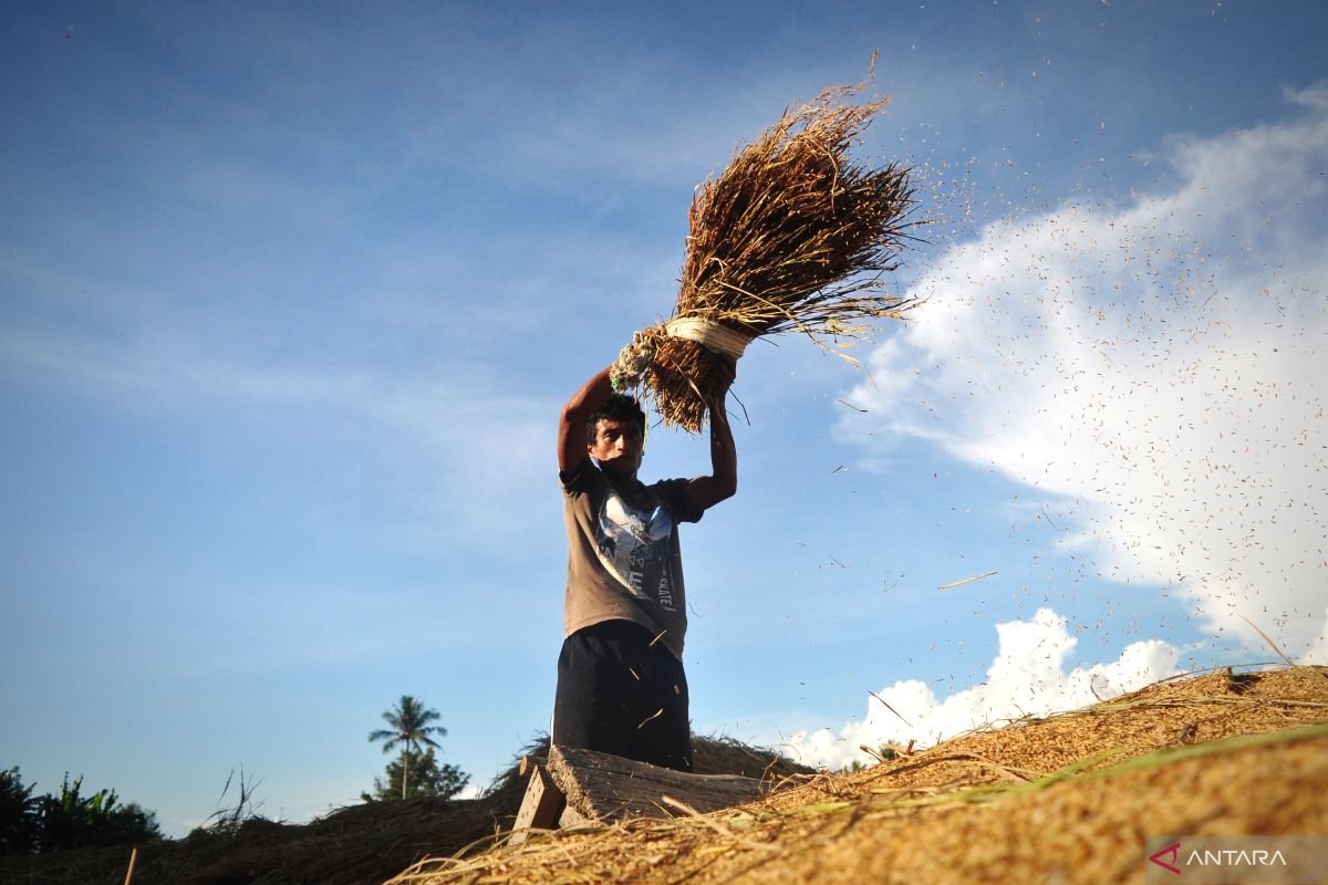 Mengenal Bobibos, komponen bakar dari jerami inovasi anak bangsa