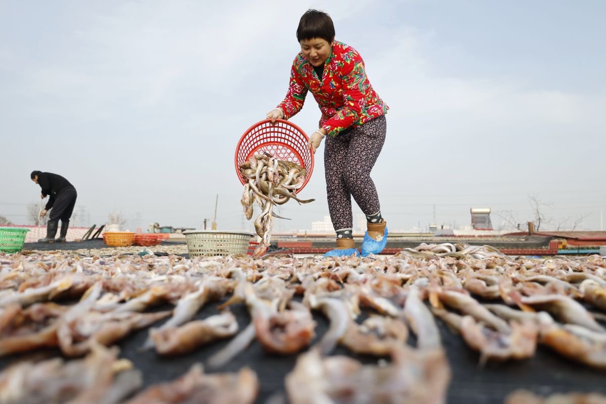 Menengok kesibukan nelayan mengolah tak lama kemudian mengeringkan hasil laut pada Daerah Perkotaan Tangshan, China Utara