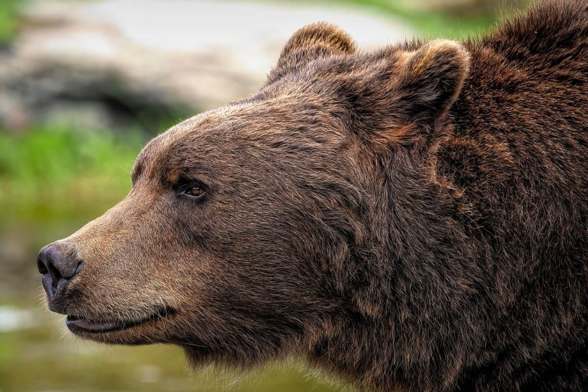 Serangan beruang meningkat, Jepun kembangkan pelacakan drone lalu juga Kecerdasan Buatan