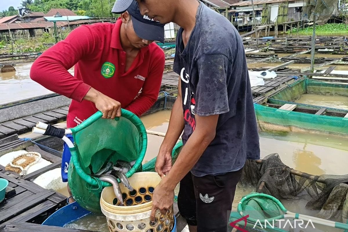 Metode keramba ke pada Kaltim hasilkan produksi ikan melimpah