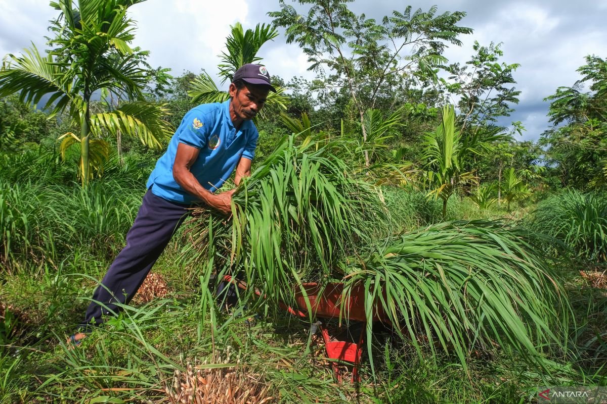 8 kegunaan sereh untuk kesehatan, daya tahan tubuh hingga pencernaan