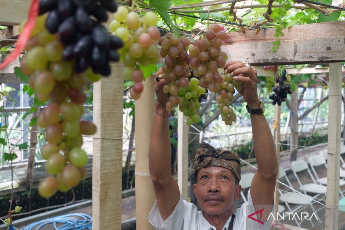 6 buah membesar gula yang harus diketahui, apakah aman dikonsumsi?