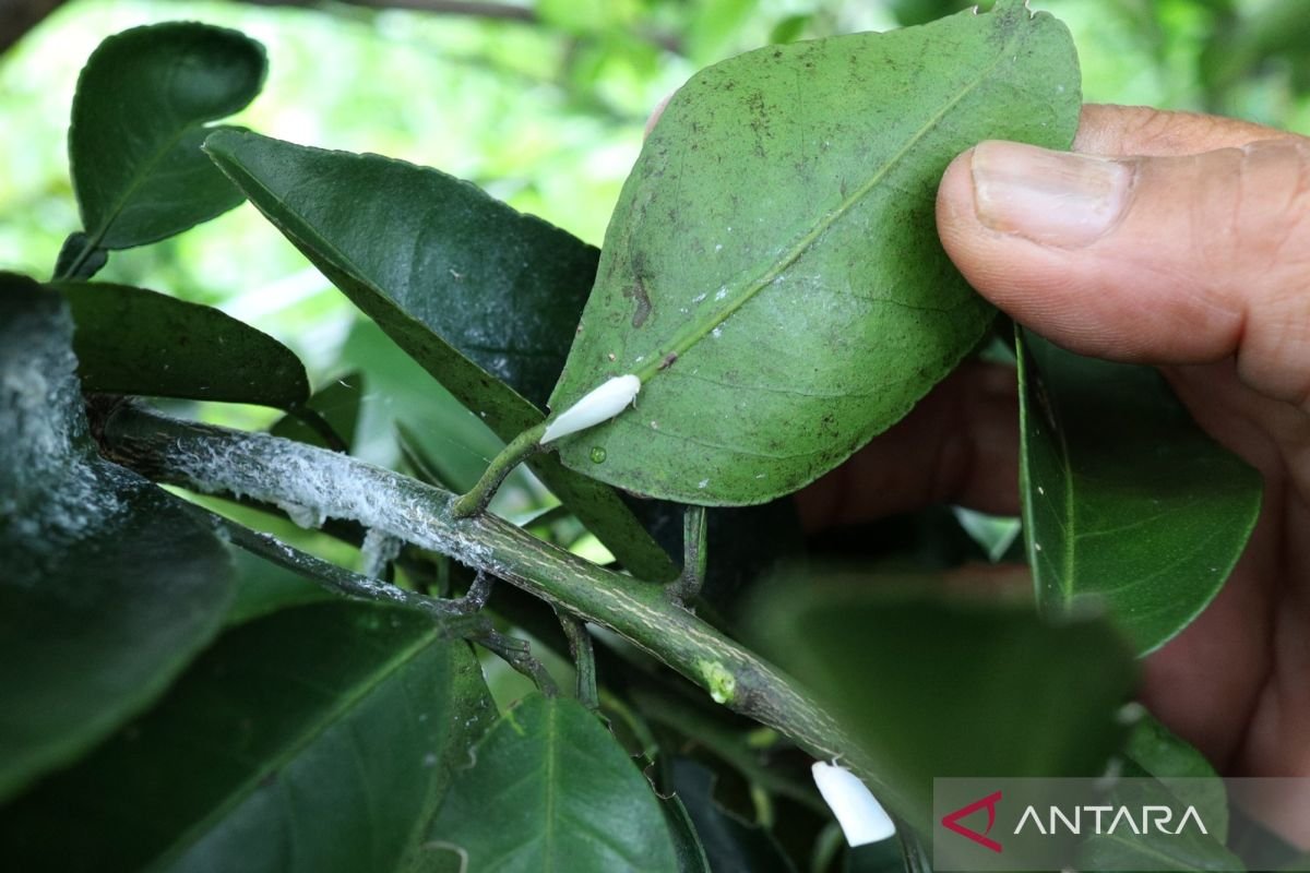 8 khasiat daun jeruk purut juga juga cara mengonsumsinya